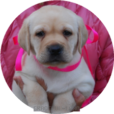 女の子(ピンク母犬ミウ)